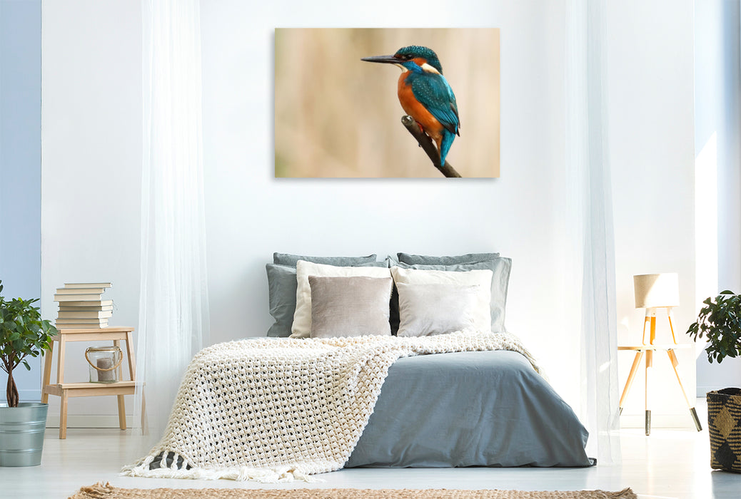 Premium Textil-Leinwand Eisvogel