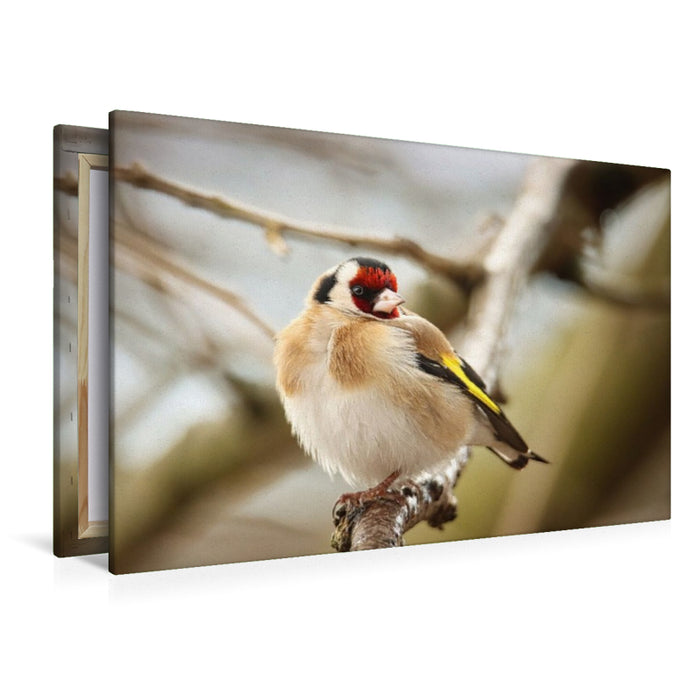 Premium Textil-Leinwand Stieglitz