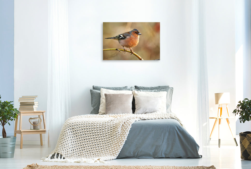 Premium Textil-Leinwand Buchfink