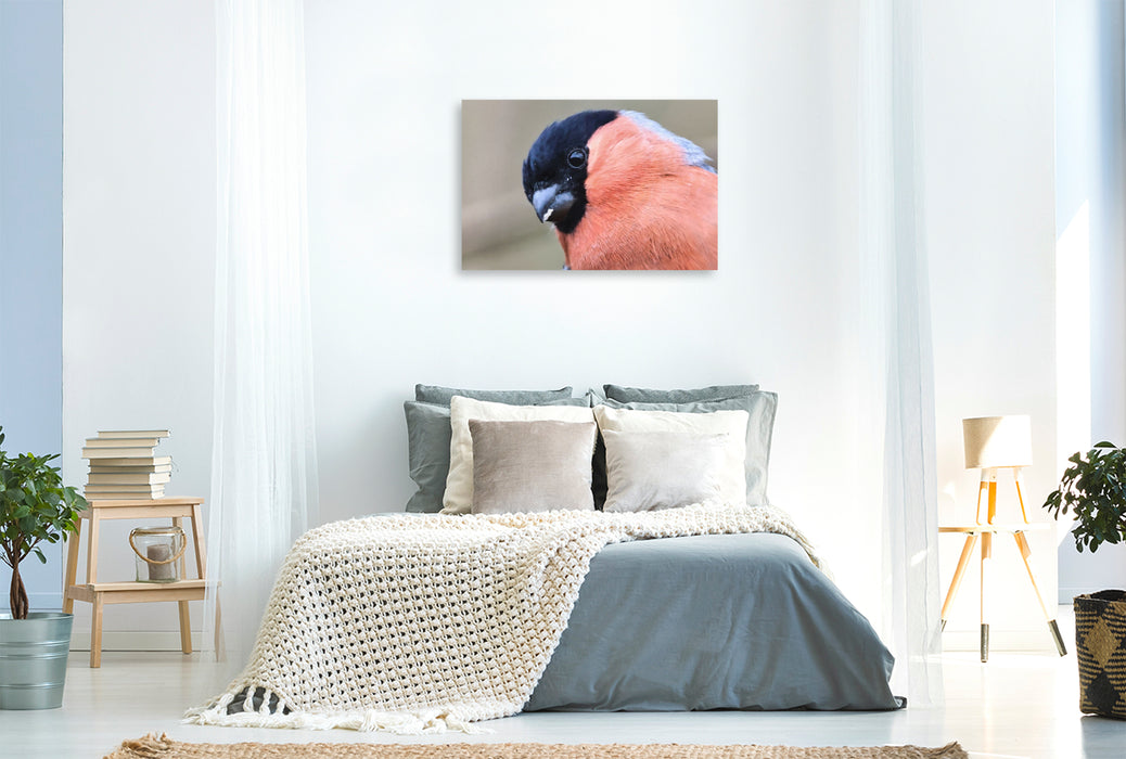 Premium Textil-Leinwand Gimpel-Portrait