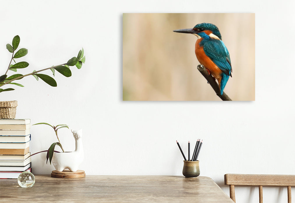 Premium Textil-Leinwand Eisvogel