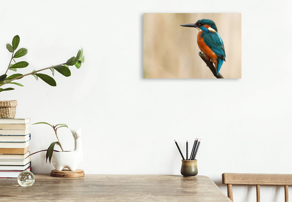 Premium Textil-Leinwand Eisvogel