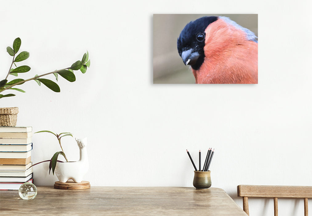 Premium Textil-Leinwand Gimpel-Portrait