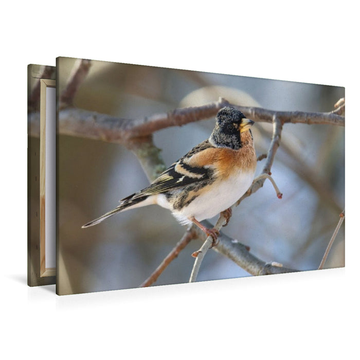 Premium Textil-Leinwand Bergfink