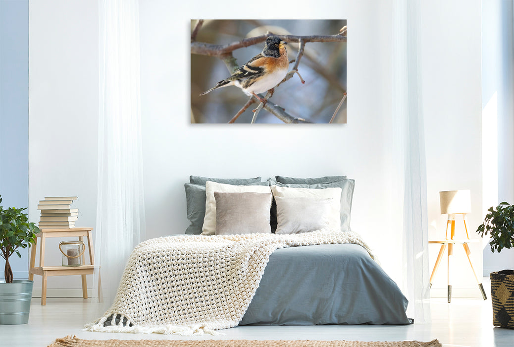 Premium Textil-Leinwand Bergfink