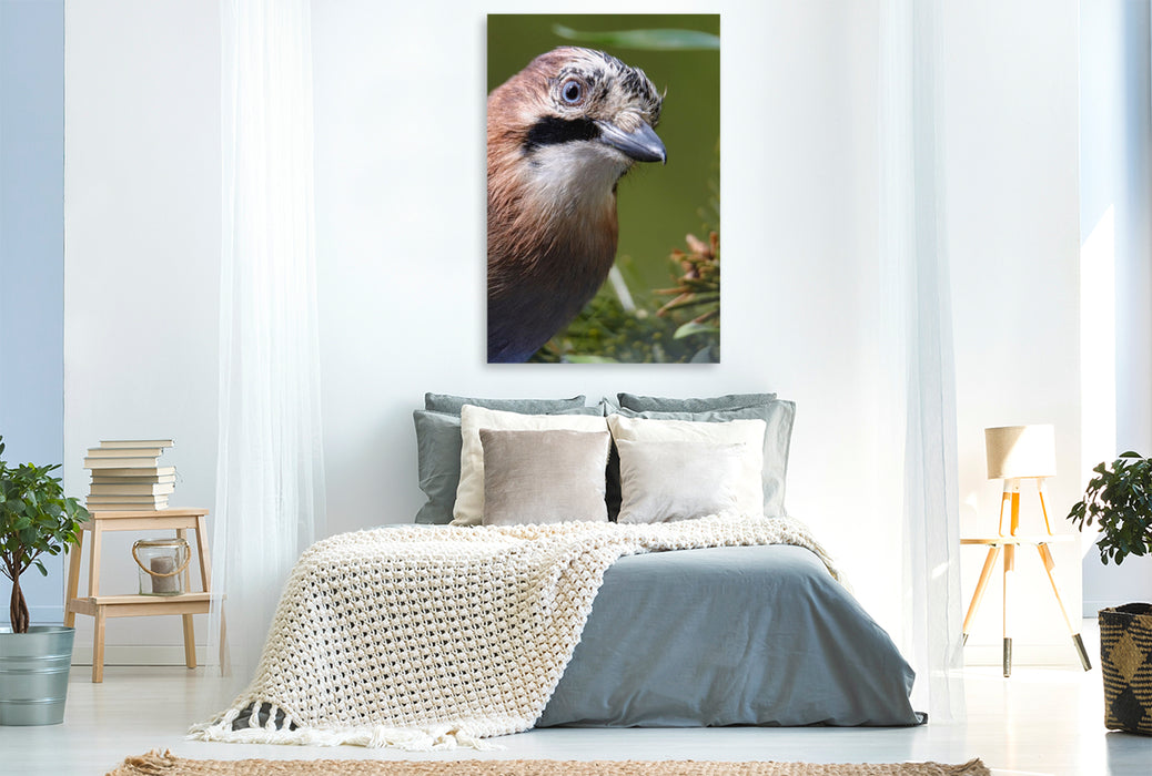 Premium Textil-Leinwand Eichelhäher-Portrait
