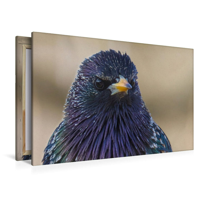 Premium Textil-Leinwand Star-Portrait