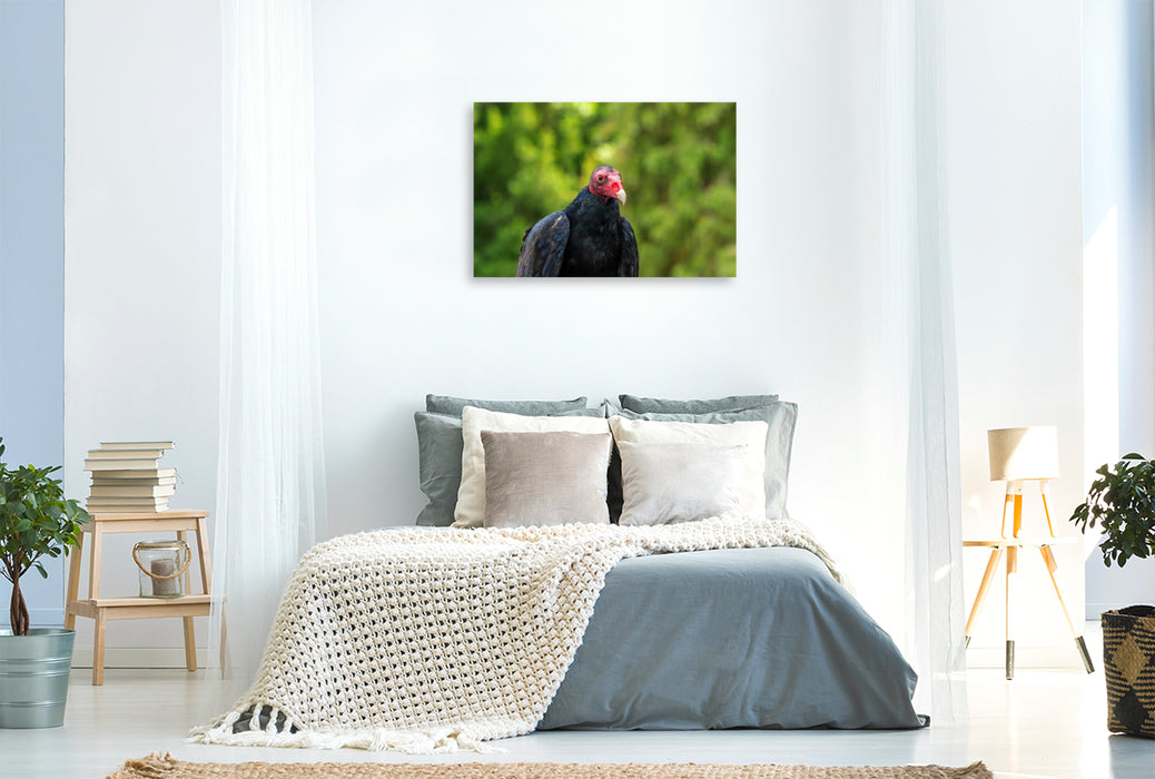 Premium Textil-Leinwand Truthahngeier. Seitenprofil.