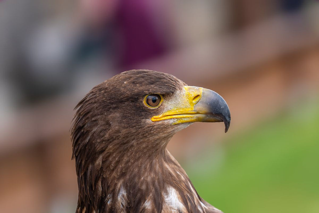 Premium Textil-Leinwand Adler. Porträt im Seitenprofil.