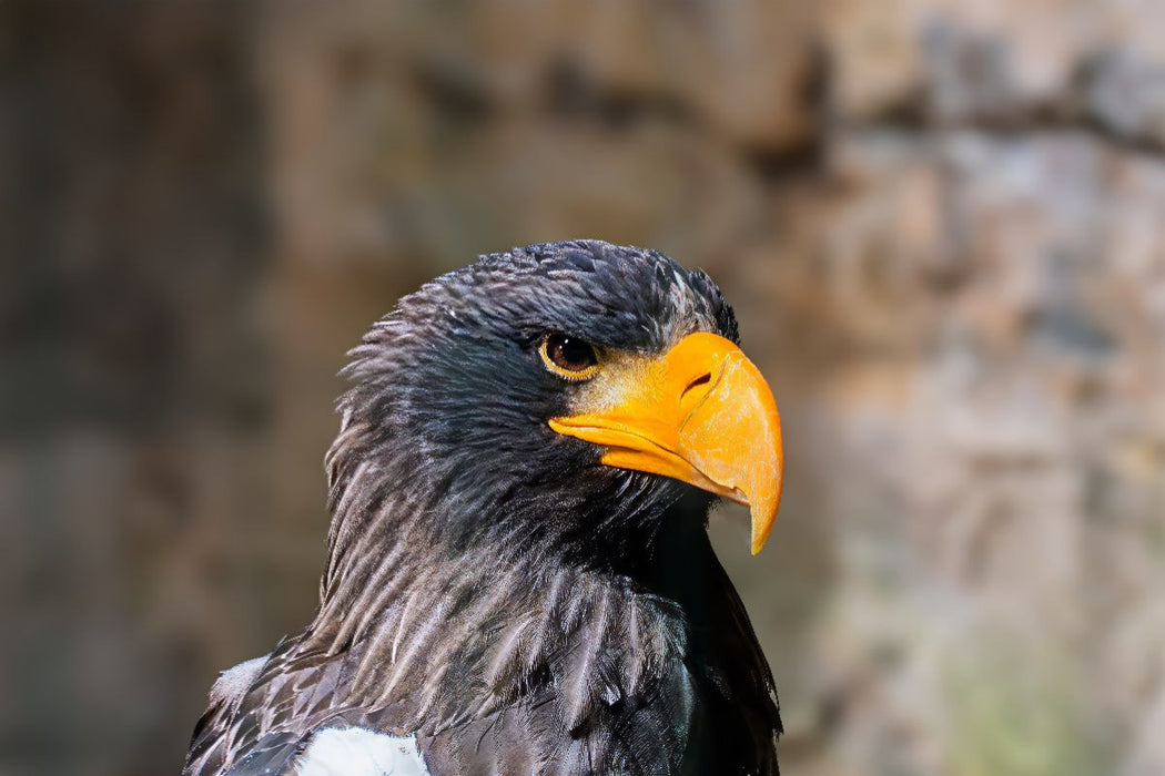 Premium Textil-Leinwand Riesenseeadler. Seitenprofil.