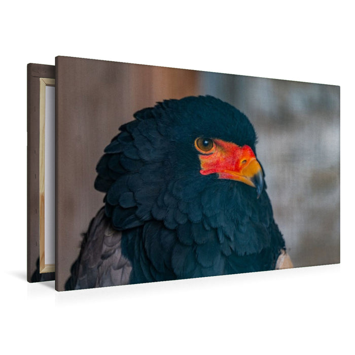 Premium Textil-Leinwand Gaukler. Nahaufnahme