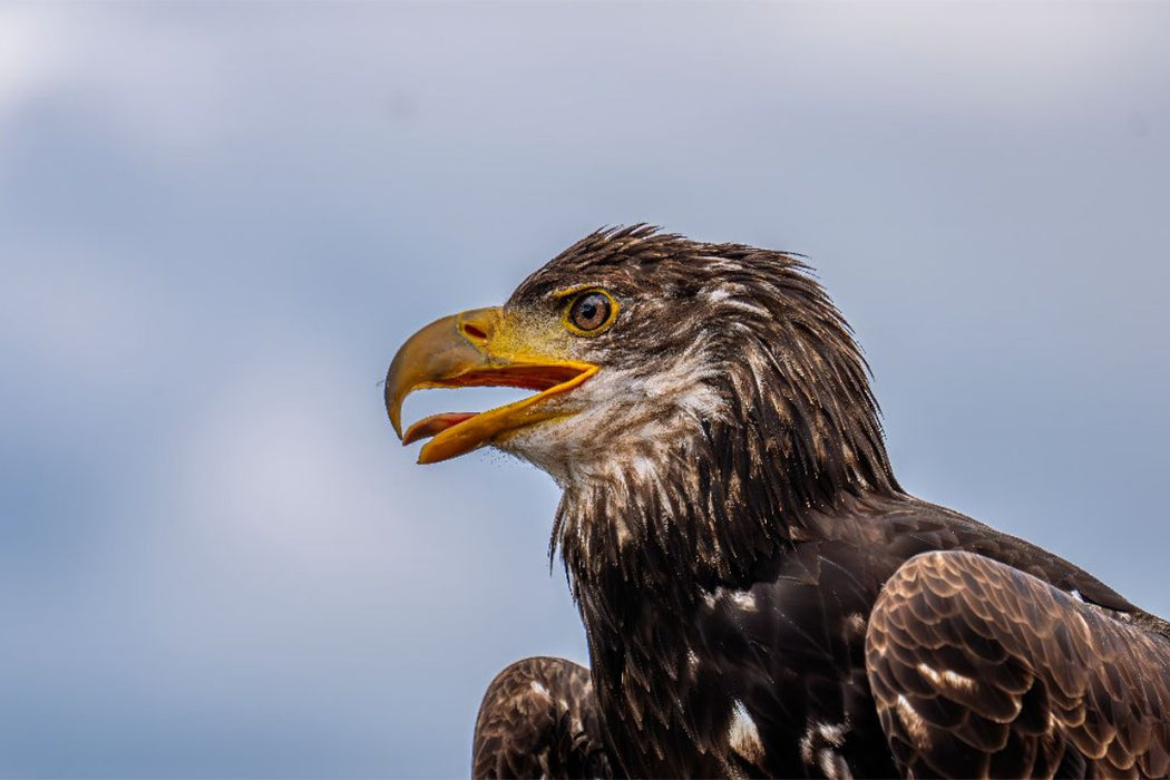 Premium Textil-Leinwand Junger Seeadler. Porträt