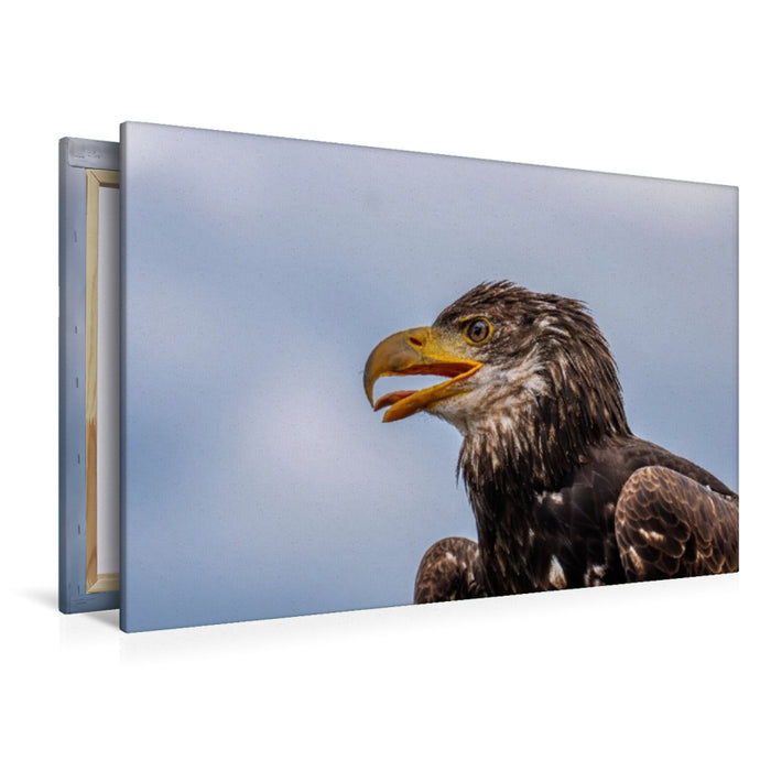Premium Textil-Leinwand Junger Seeadler. Porträt