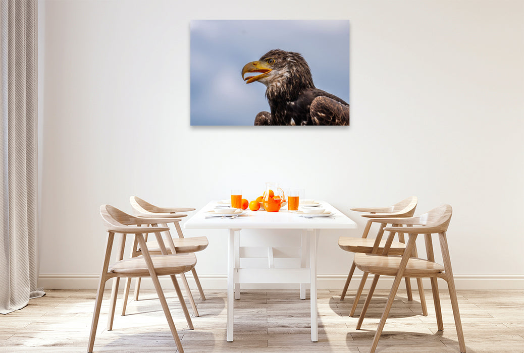 Premium Textil-Leinwand Junger Seeadler. Porträt