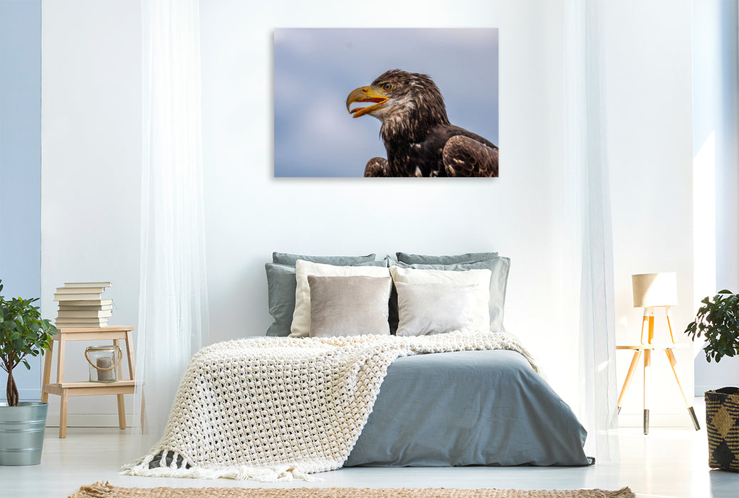 Premium Textil-Leinwand Junger Seeadler. Porträt