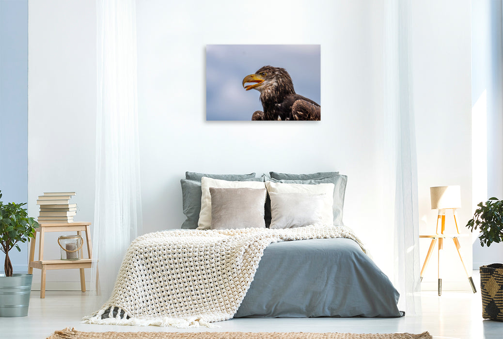Premium Textil-Leinwand Junger Seeadler. Porträt