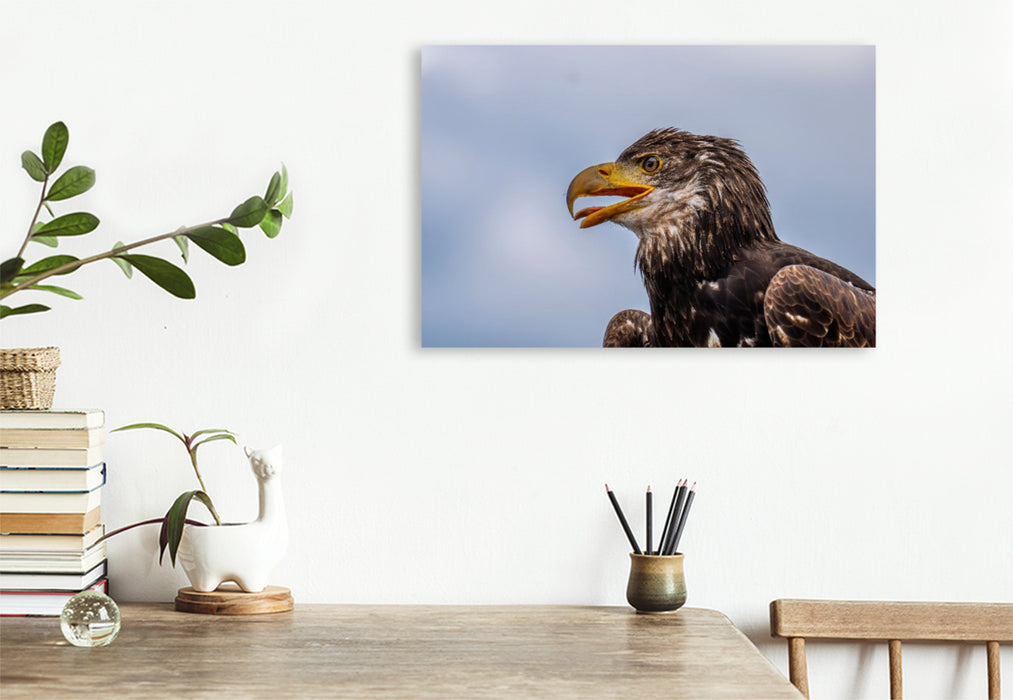 Premium Textil-Leinwand Junger Seeadler. Porträt