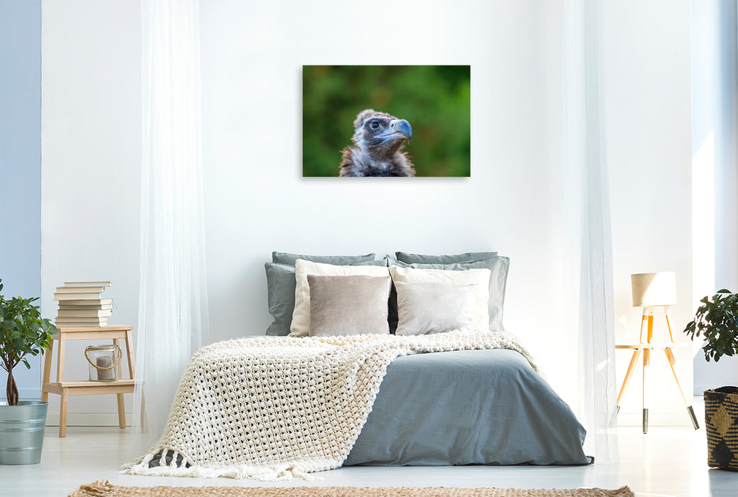 Premium Textil-Leinwand Mönchsgeier. Porträt.