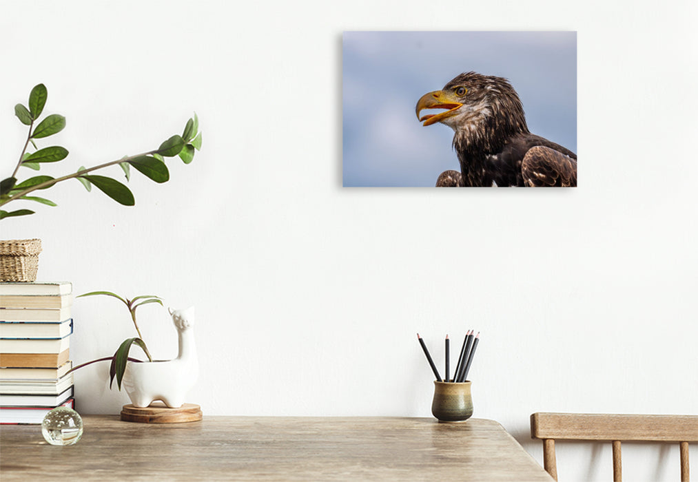 Premium Textil-Leinwand Junger Seeadler. Porträt