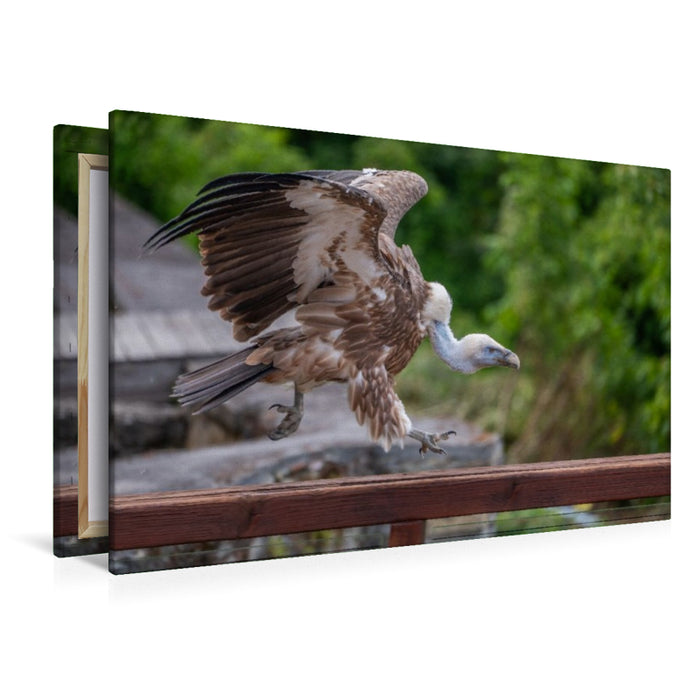 Premium Textil-Leinwand Gänsegeier nimmt Anlauf