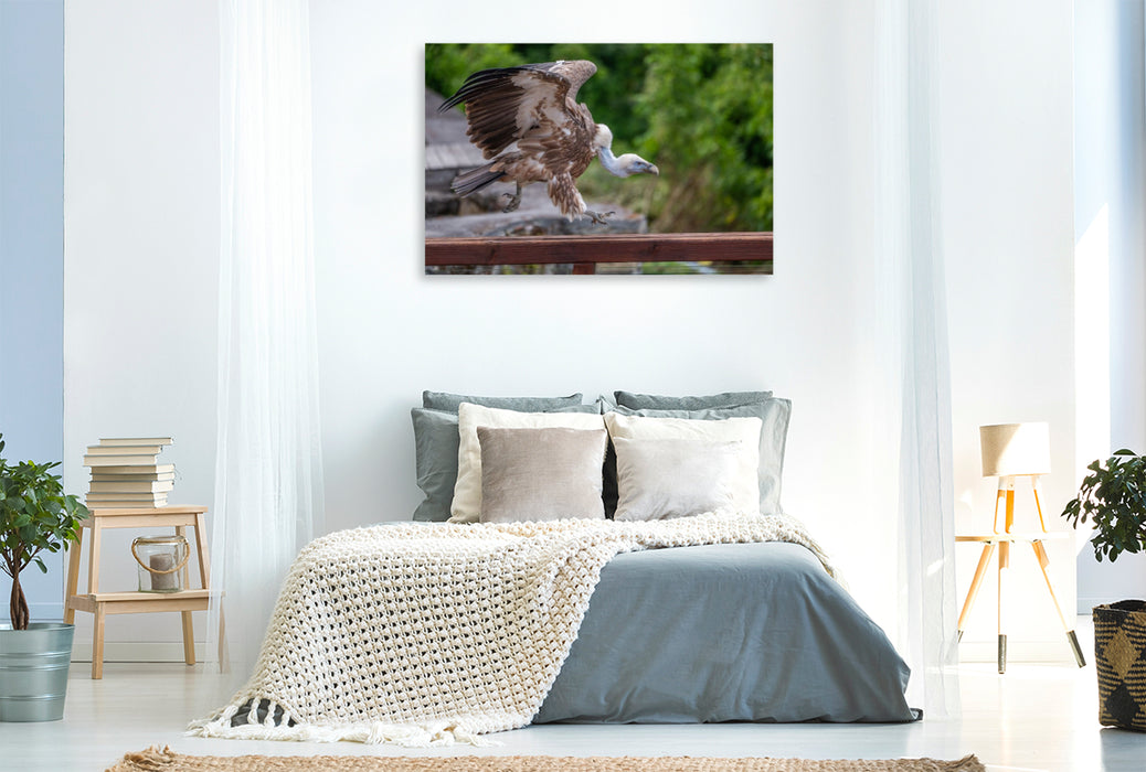 Premium Textil-Leinwand Gänsegeier nimmt Anlauf