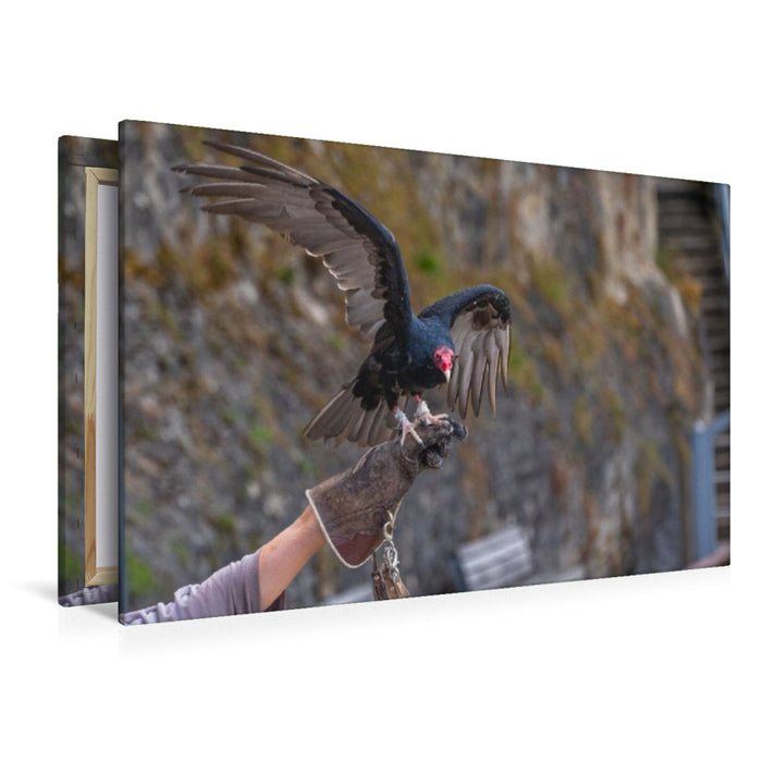 Premium Textil-Leinwand Winterliche Rast auf der Falknerfaust