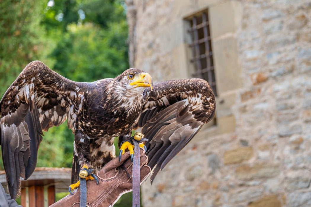 Premium Textil-Leinwand Wächter der Burgruine: Junger Adler vor historischem Gemäuer