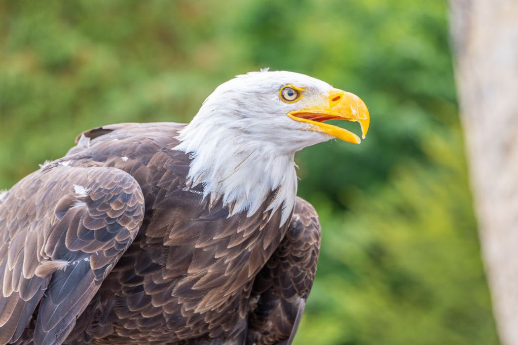 Premium Textil-Leinwand Weißkopfseeadler im Seitenprofil
