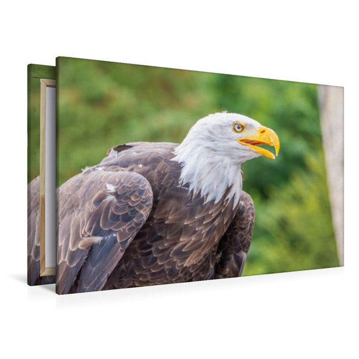 Premium Textil-Leinwand Weißkopfseeadler im Seitenprofil