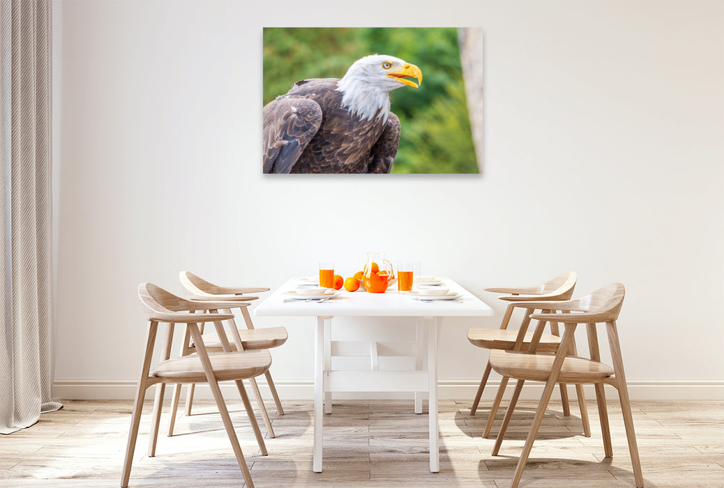 Premium Textil-Leinwand Weißkopfseeadler im Seitenprofil