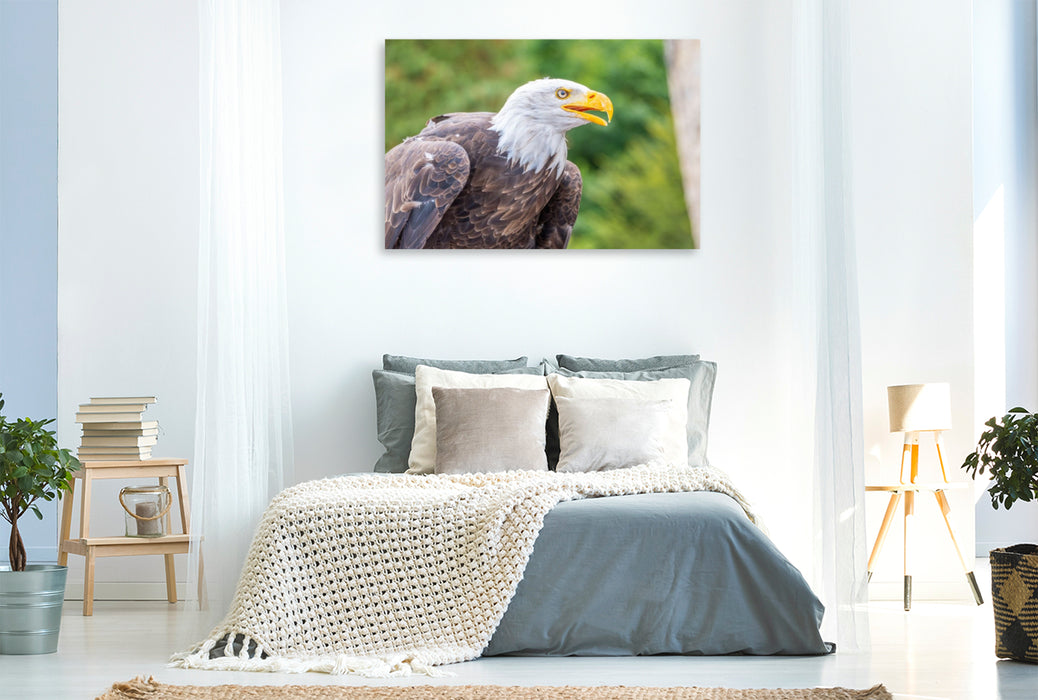 Premium Textil-Leinwand Weißkopfseeadler im Seitenprofil
