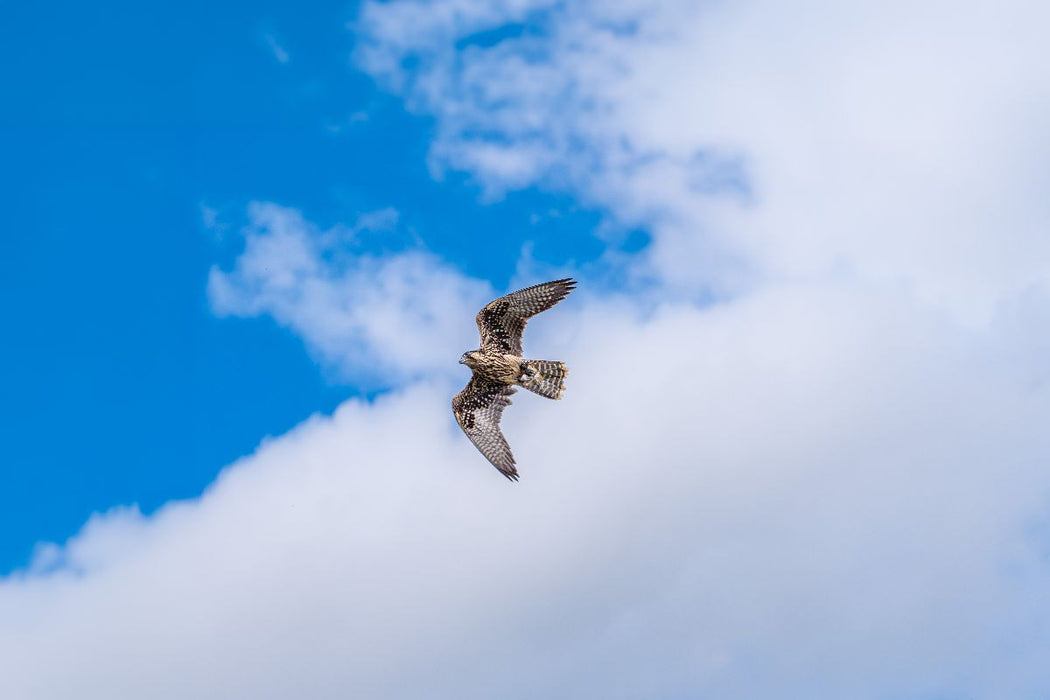Premium Textil-Leinwand Falke im freien Flug