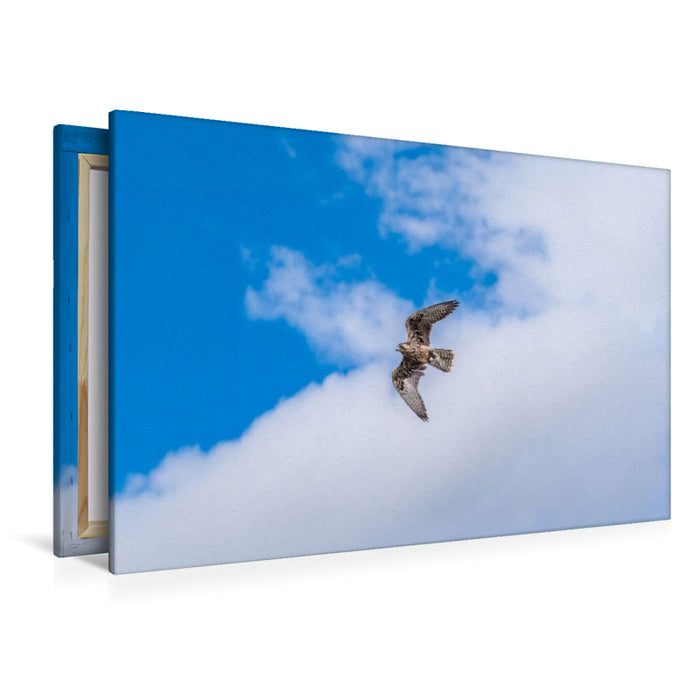 Premium Textil-Leinwand Falke im freien Flug