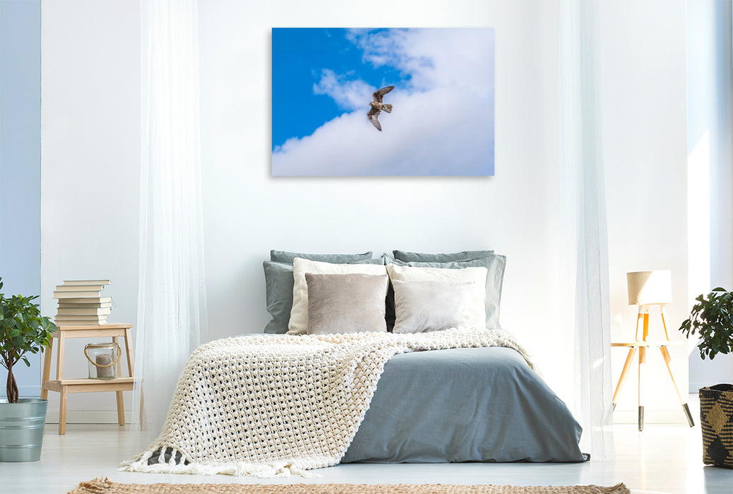 Premium Textil-Leinwand Falke im freien Flug