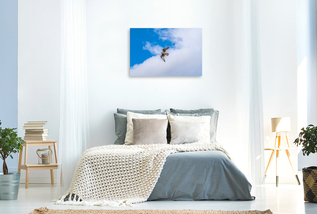 Premium Textil-Leinwand Falke im freien Flug