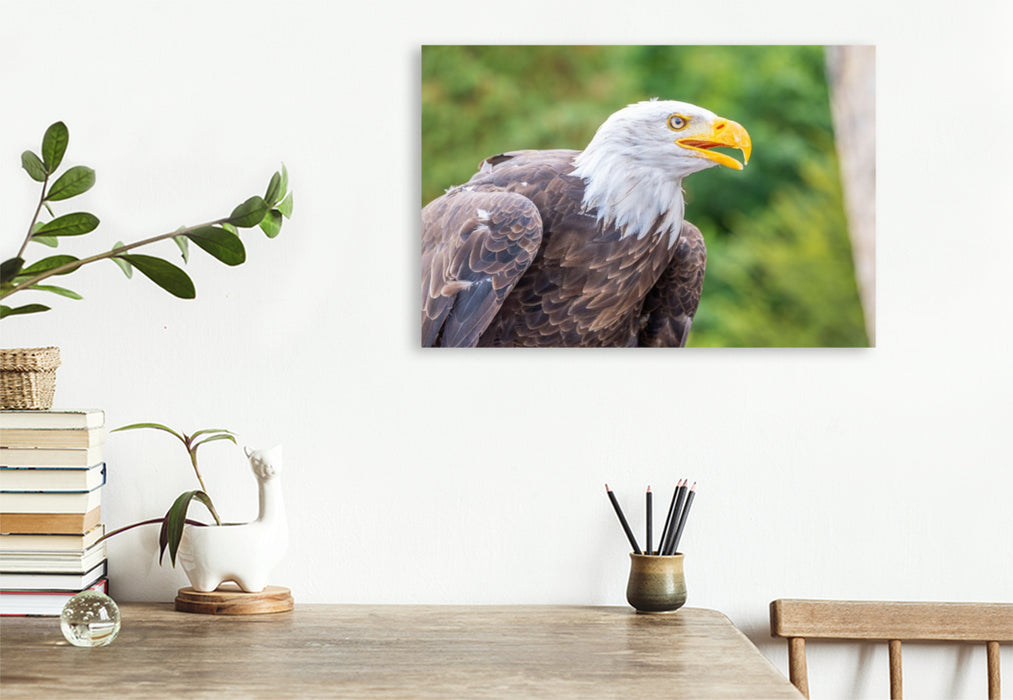Premium Textil-Leinwand Weißkopfseeadler im Seitenprofil