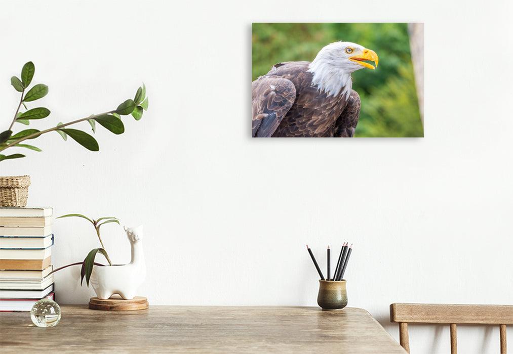 Premium Textil-Leinwand Weißkopfseeadler im Seitenprofil