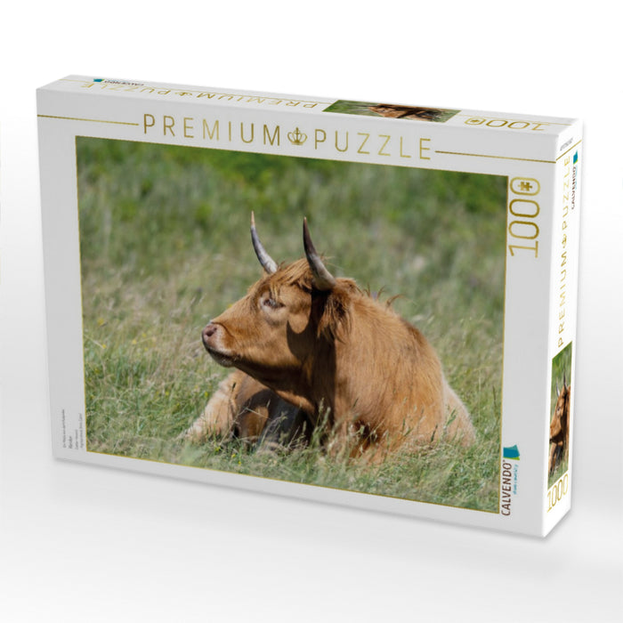 Rinder - CALVENDO Foto-Puzzle'