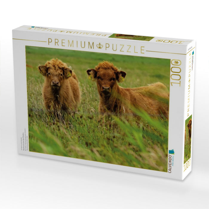 Nachwuchs bei den Rindern - CALVENDO Foto-Puzzle'