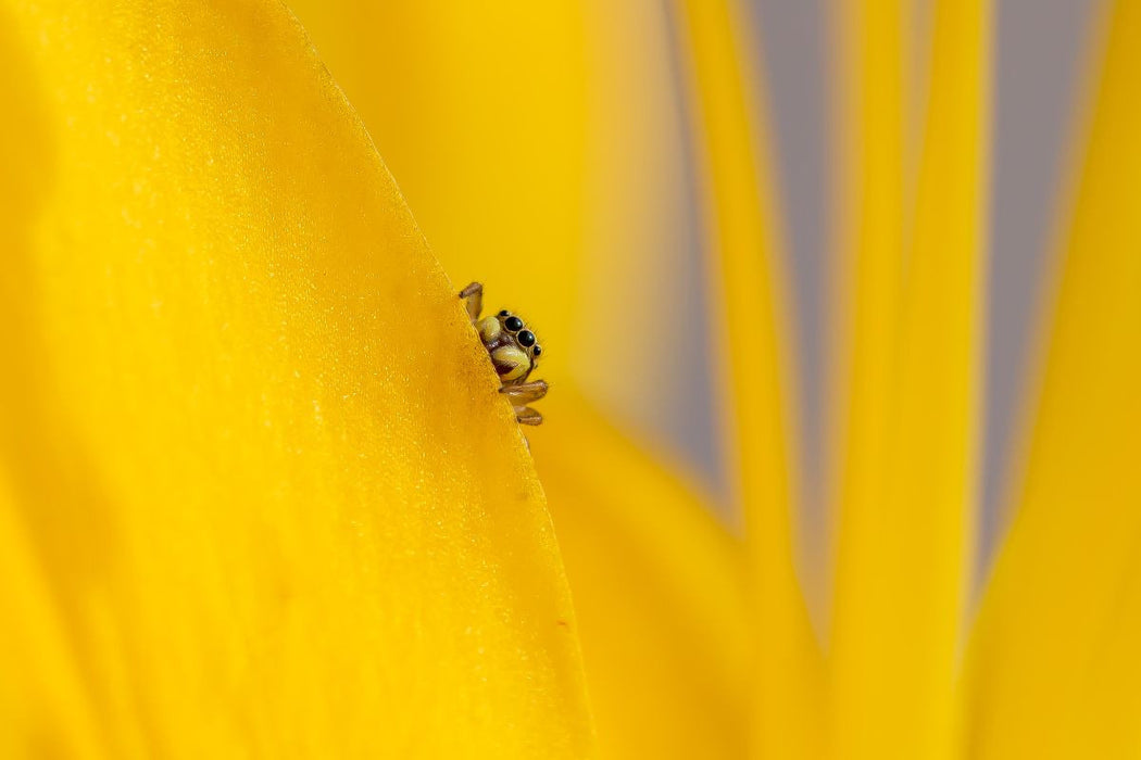 Premium Textil-Leinwand Ein Motiv aus dem Kalender Die faszinierende Welt der Insekten