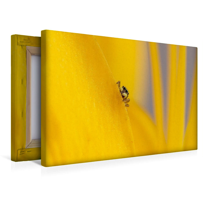 Premium Textil-Leinwand Ein Motiv aus dem Kalender Die faszinierende Welt der Insekten