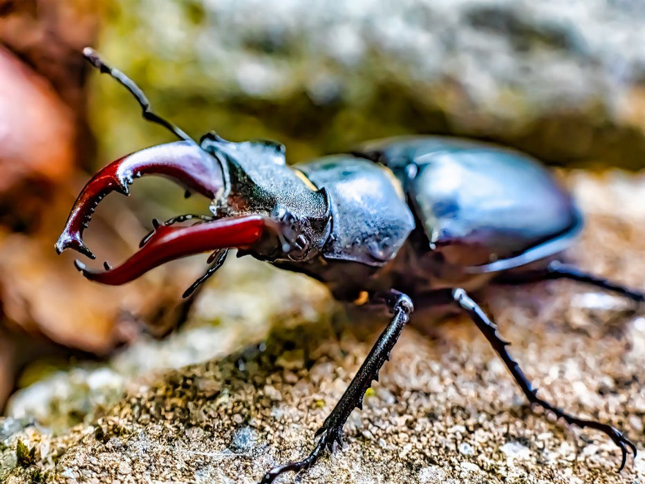 Ein prachtvoller Hirschkäfer - CALVENDO Foto-Puzzle'