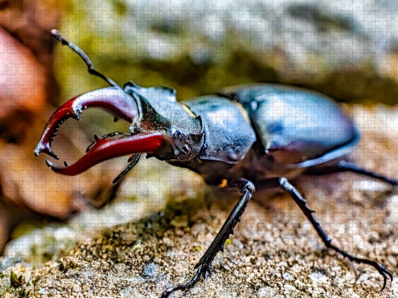 Ein prachtvoller Hirschkäfer - CALVENDO Foto-Puzzle'