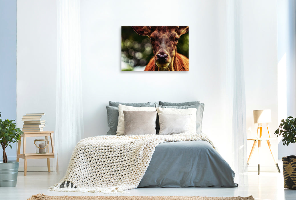Premium Textil-Leinwand Rothirschbulle im Ilsetal
