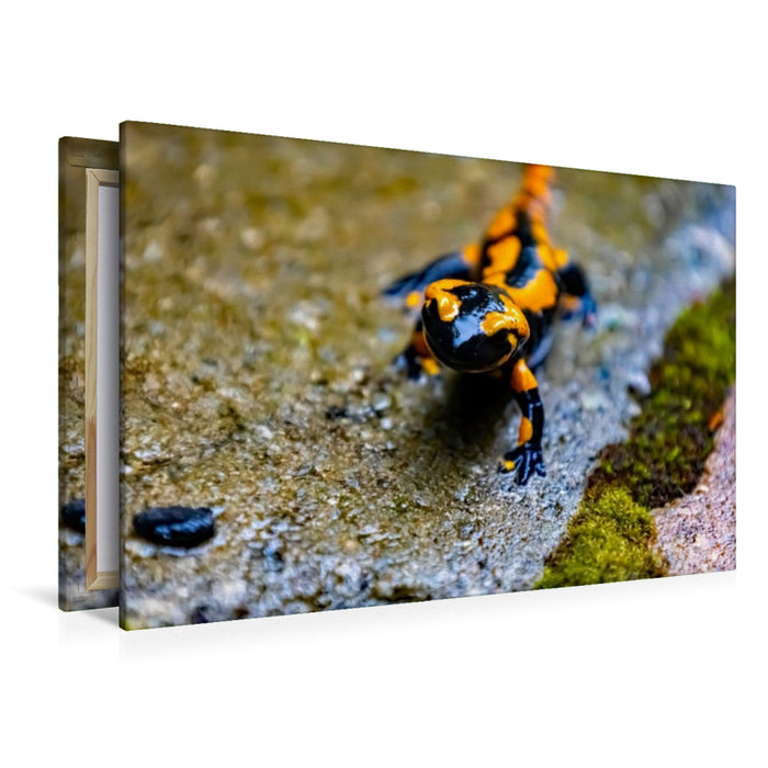 Premium Textil-Leinwand Feuersalamander