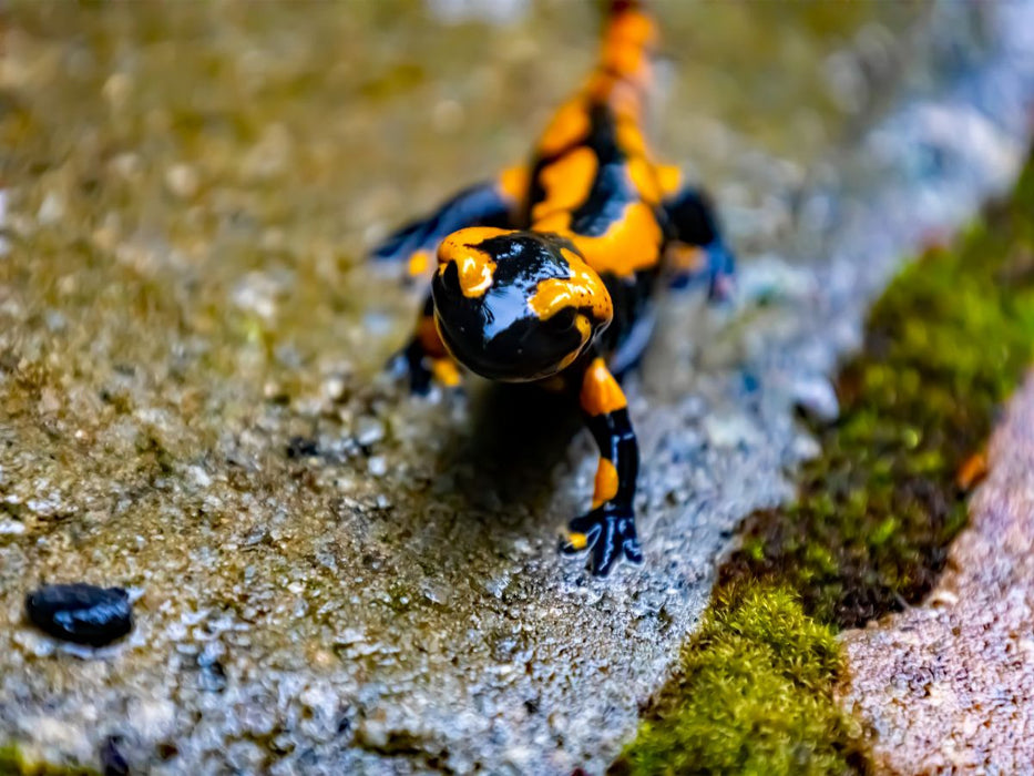 Feuersalamander - CALVENDO Foto-Puzzle'