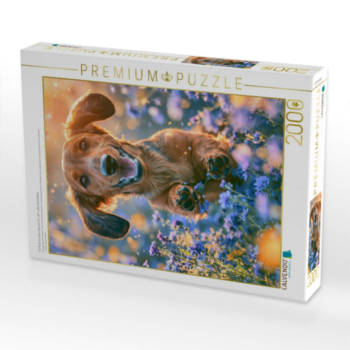 Ein Motiv aus dem Kalender Ein Jahr voller Dackelliebe - CALVENDO Foto-Puzzle'