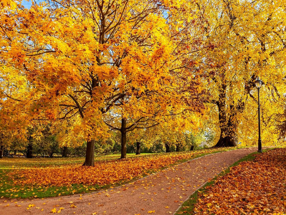 Der Schlosspark im Herbst, Oslo - CALVENDO Foto-Puzzle'