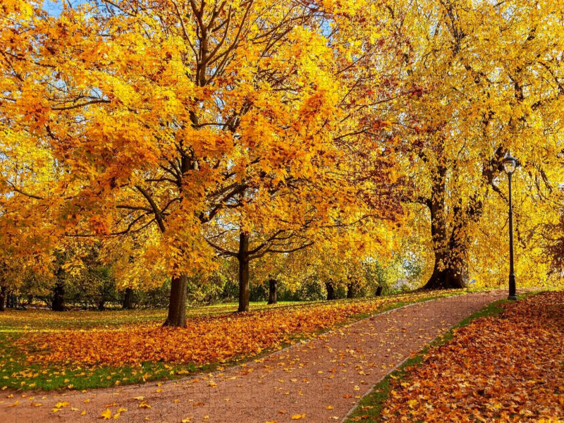 Der Schlosspark im Herbst, Oslo - CALVENDO Foto-Puzzle'
