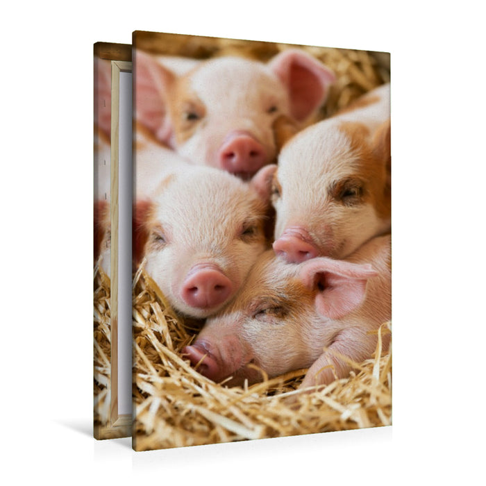 Premium Textil-Leinwand Kleine Glücksschweine